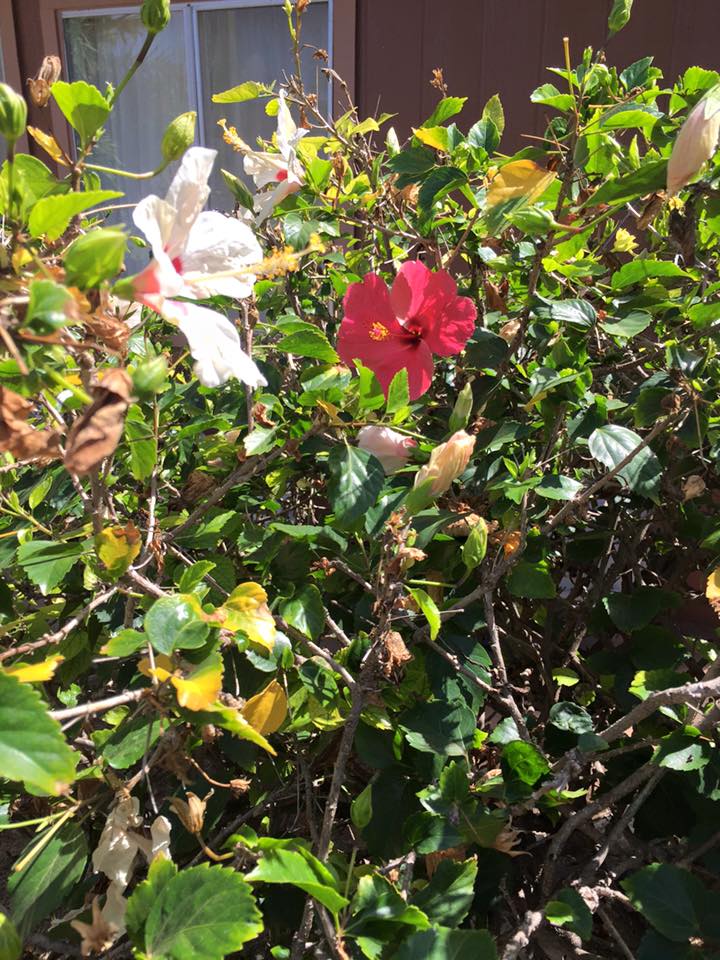A Red Bloom on a White Flowering Bush - Valentine Miracle